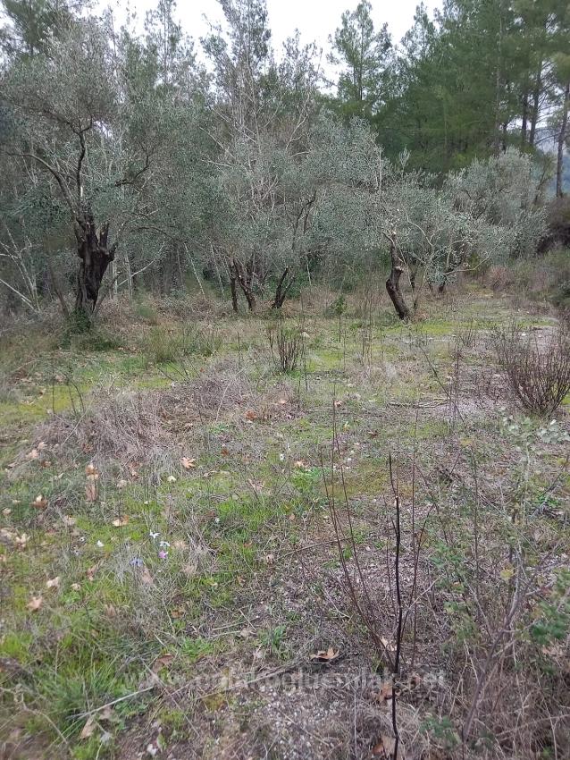 Dalaman Karacaağaç Mahallesi Satılık 465M2 Müstakil Tapulu Tarla