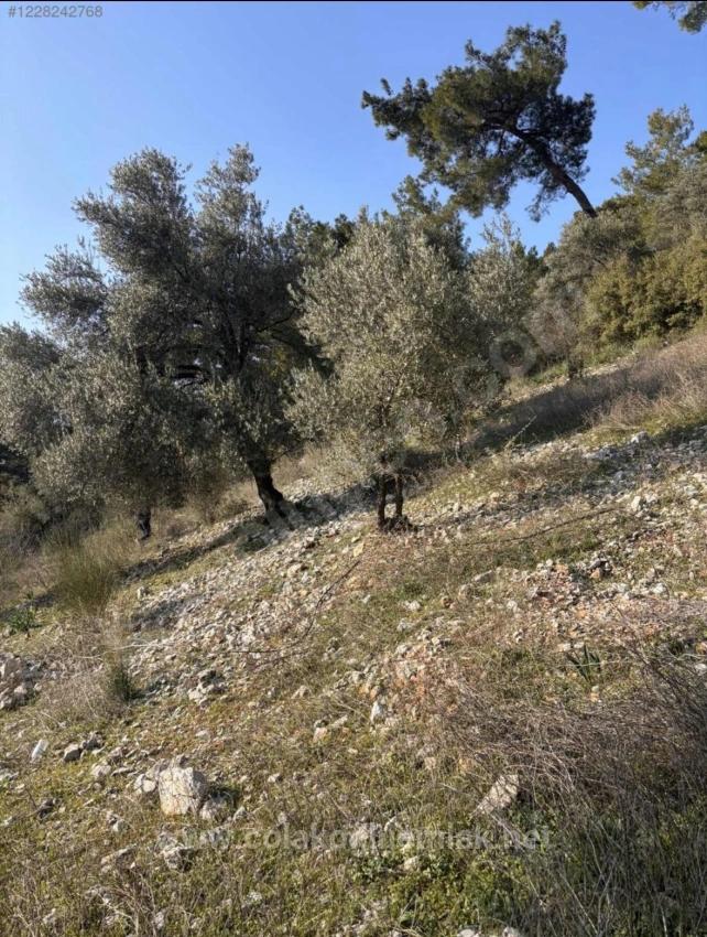 Dalaman Kayadibi Mahallesi Acil Satılık 395M2 Tarla