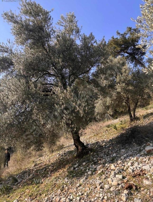 Dalaman Kayadibi Mahallesi Acil Satılık 395M2 Tarla