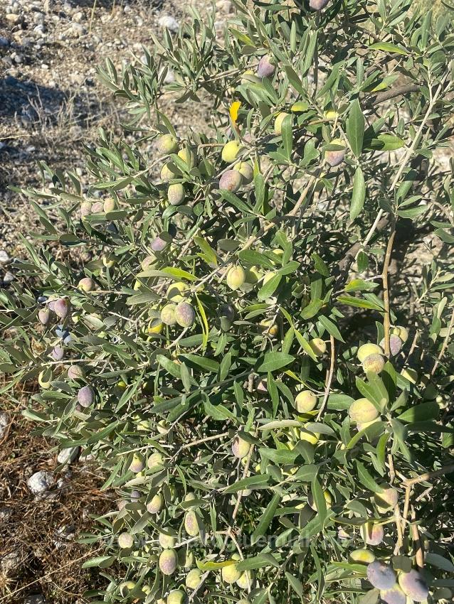 Dalaman Kayadibi Mahallesi Satılık 5.456M2 Müstakil Tapulu Zeytinlik