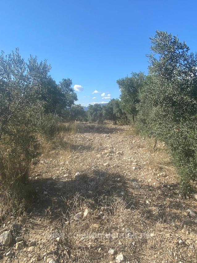 Dalaman Kayadibi Mahallesi Satılık 5.456M2 Müstakil Tapulu Zeytinlik