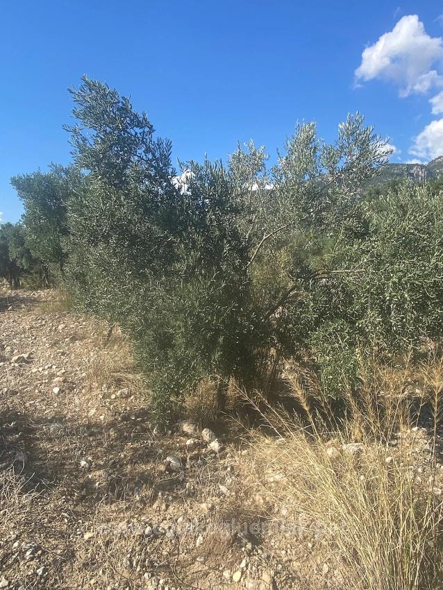 Dalaman Kayadibi Mahallesi Satılık 5.456M2 Müstakil Tapulu Zeytinlik