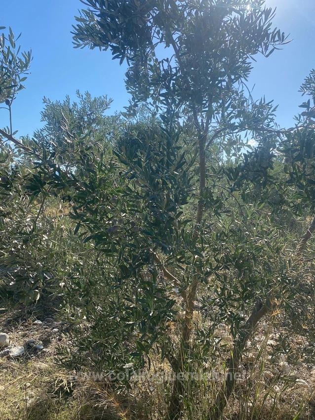 Dalaman Kayadibi Mahallesi Satılık 5.456M2 Müstakil Tapulu Zeytinlik