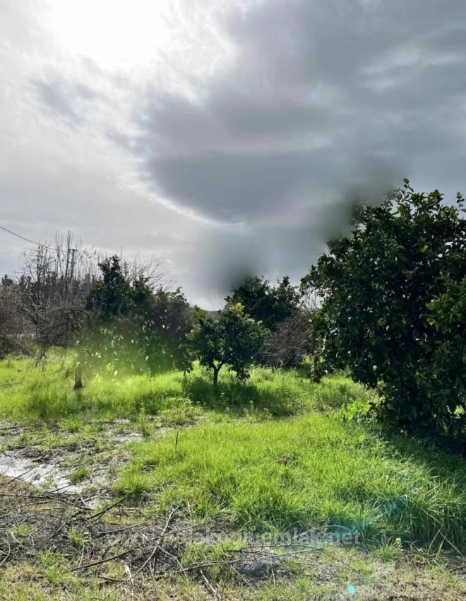 Tepearasında Satılık 9.500 M² Narenciye Bahçesi