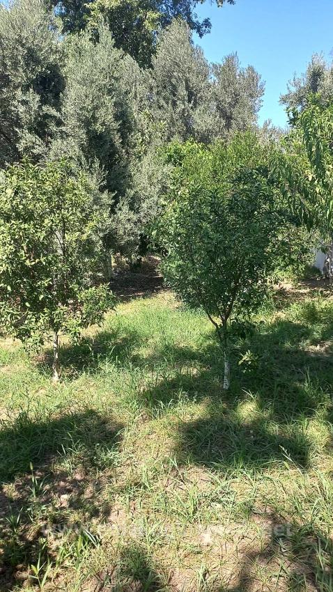 Ortaca Merkezde Satılık 890M2 Botanik Bahçe İçinde 3+1 Müstakil Ev