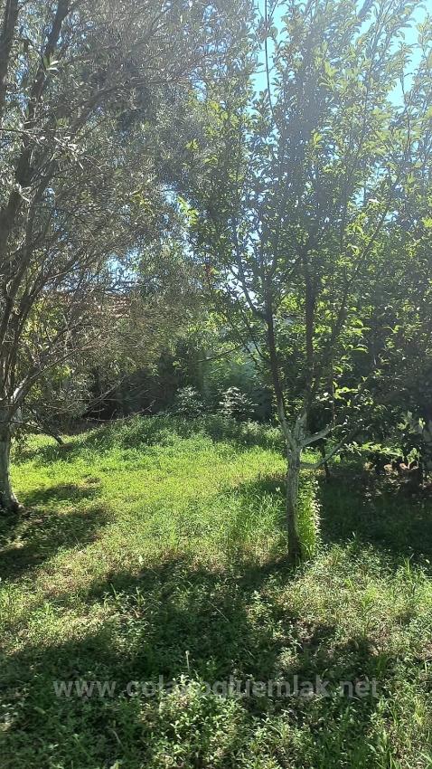 Ortaca Merkezde Satılık 890M2 Botanik Bahçe İçinde 3+1 Müstakil Ev