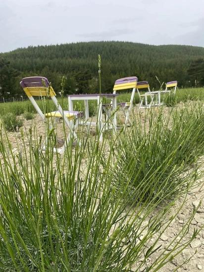 Çameli Gökçeyaka Satılık 24.164M2 Müstakil Tapulu Lavanta Bahçesi