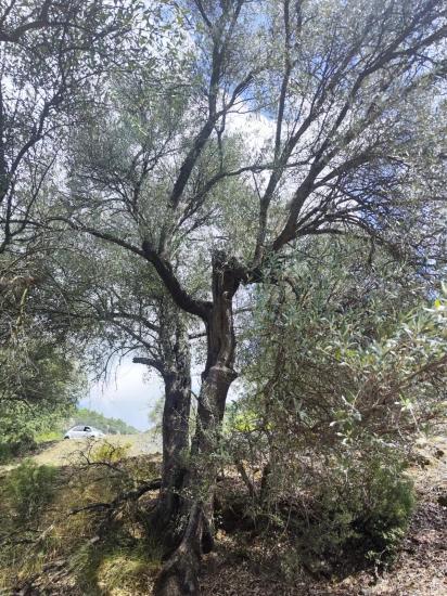 Fethiye Nif Satılık 2.887M2 Müstakil Tapulu Zeytinlik