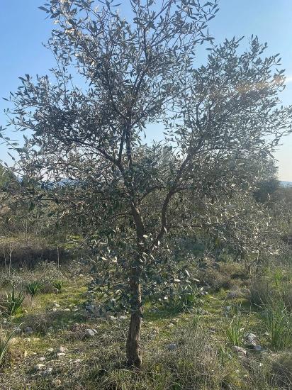 Fethiye Nif Satılık 2.887M2 Müstakil Tapulu Zeytinlik