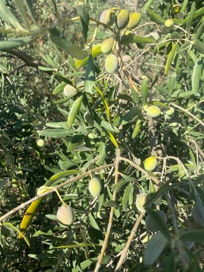 Dalaman Karacaağaç Mahallesi Satılık 465M2 Müstakil Tapulu Tarla