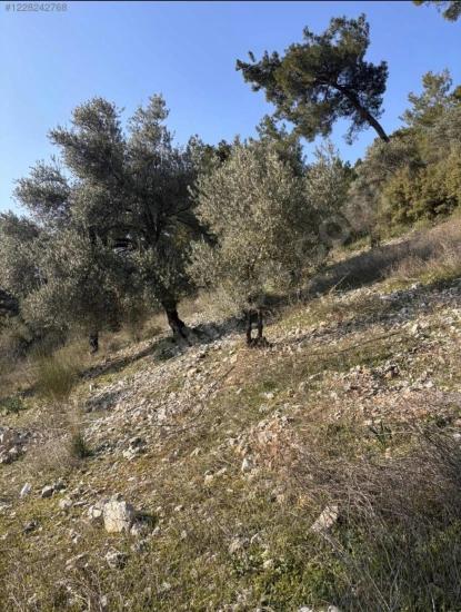 Dalaman Kayadibi Mahallesi Acil Satılık 395M2 Tarla