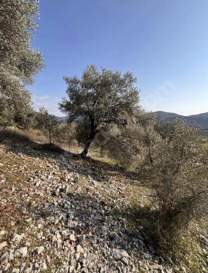 Dalaman Kayadibi Mahallesi Acil Satılık 395M2 Tarla
