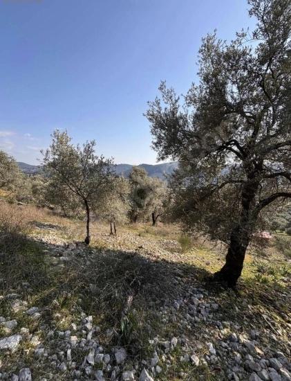 Dalaman Kayadibi Mahallesi Acil Satılık 395M2 Tarla