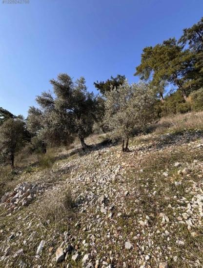 Dalaman Kayadibi Mahallesi Acil Satılık 395M2 Tarla
