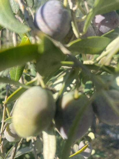 Dalaman Kayadibi Mahallesi Satılık 5.456M2 Müstakil Tapulu Zeytinlik