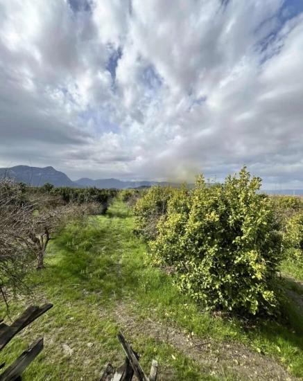 Tepearasında Satılık 9.500 M² Narenciye Bahçesi