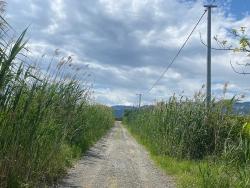 Ortaca Dalyan Mahallesi Satılık 23.990M2 Müstakil Tapulu Tarla