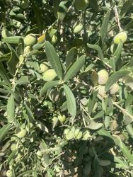 Dalaman Karacaağaç Mahallesi Satılık 465M2 Müstakil Tapulu Tarla