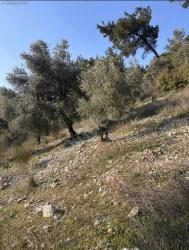 Dalaman Kayadibi Mahallesi Acil Satılık 395M2 Tarla