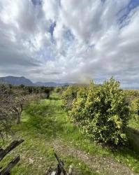 Tepearasında Satılık 9.500 M² Narenciye Bahçesi